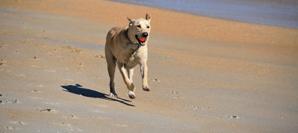  Variedades de pienso Arion para cada etapa de tu perro