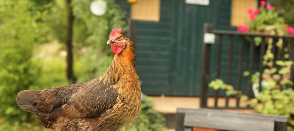  Equipamiento fundamental para tener gallinas en casa