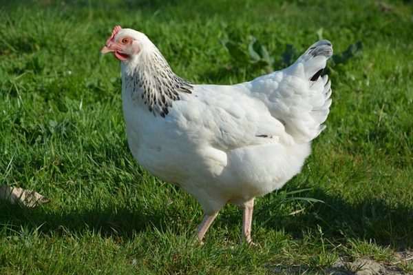 jaulas para gallinas