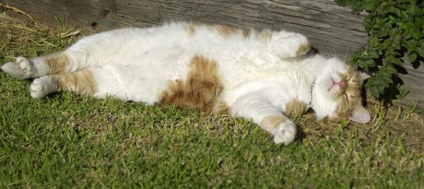 Claves para elegir el pienso a medida para tu gato