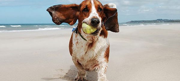  5 recomendaciones para cuidar la salud de los perros en verano