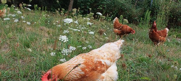  ¿Cuanto vive una gallina? Consejos para la cría y el mantenimiento de gallinas en casa