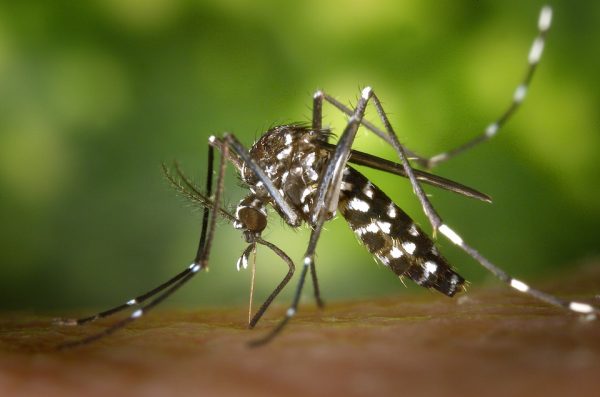 Insecticida para el Mosquito Tigre - Larvigen Max