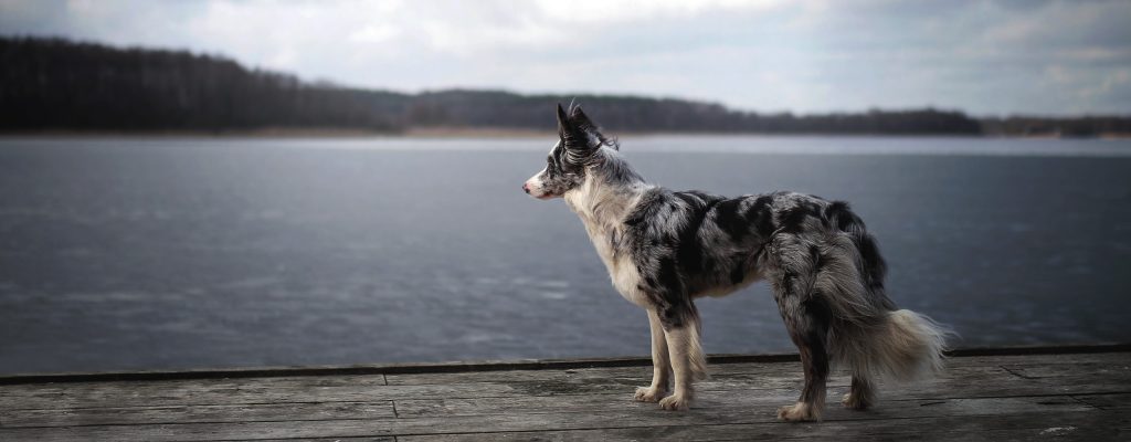 Pienso naturea para Perros