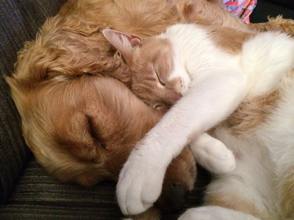 La-Trufa-Perros-y-Gatos.jpg