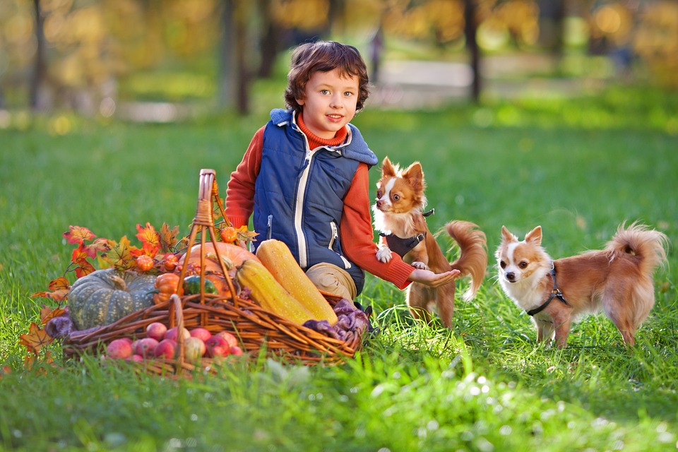 Niño Y perros