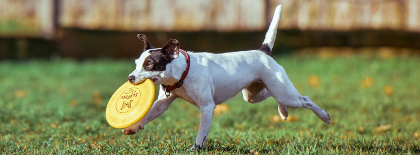 Perro que come pienso Naturea jugando