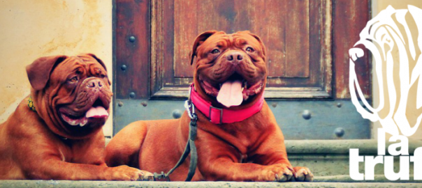  Todo lo que necesitas saber sobre el pienso la Trufa Canina