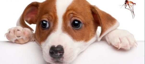  Protege a tu perro de la Leishmania con un Collar Antiparasitario