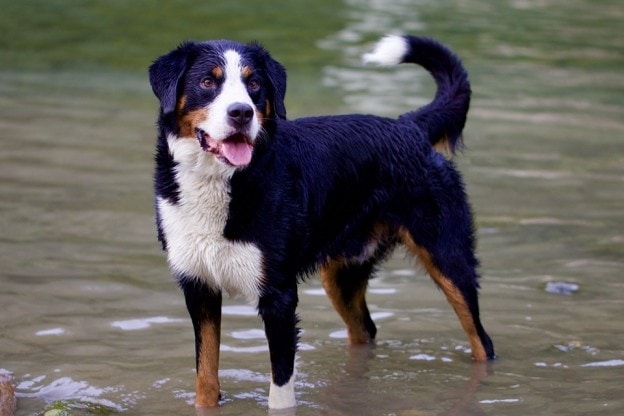 Protege a tu perro de la leishmania con collares