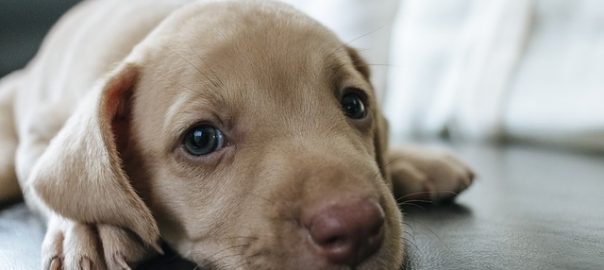  Recomendaciones para educar a un cachorro