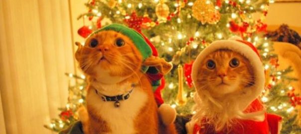  Cómo cuidar a tu gato en Navidad