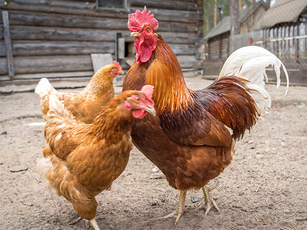 Ponederos para gallinas: todo lo que debes saber para el cuidado