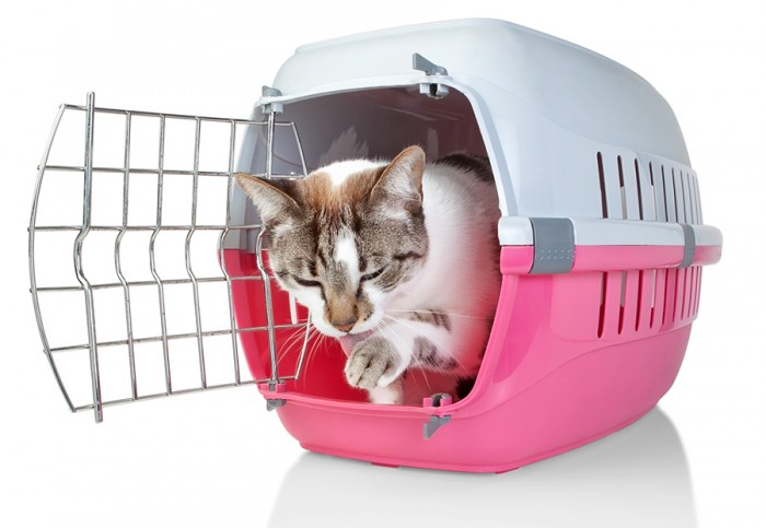 Gato tranquilo en un transportin