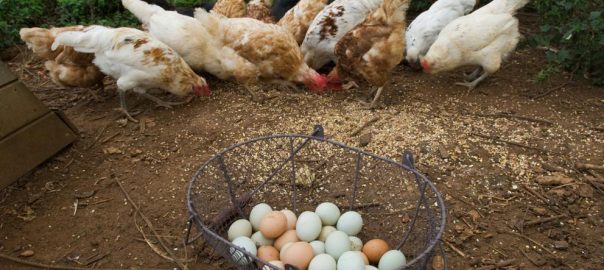 Ponederos para gallinas: todo lo que debes saber para el cuidado