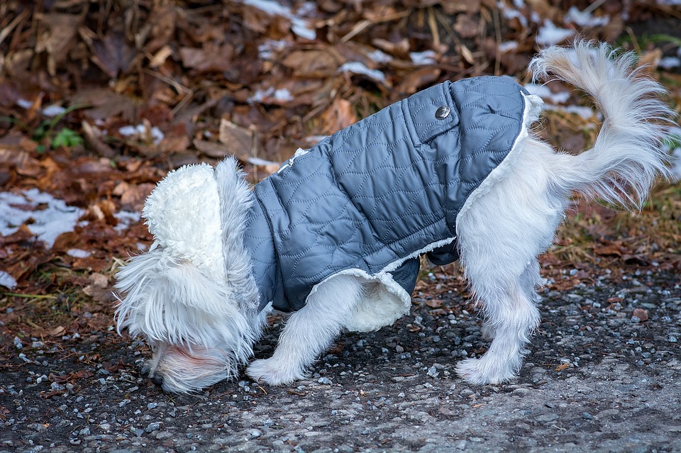 Ropa para perros