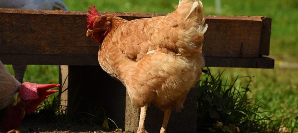  Tipos de dispensadores de comida para Aves