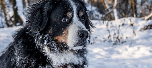  Trucos para que tu perro no pase frío durante los meses de invierno