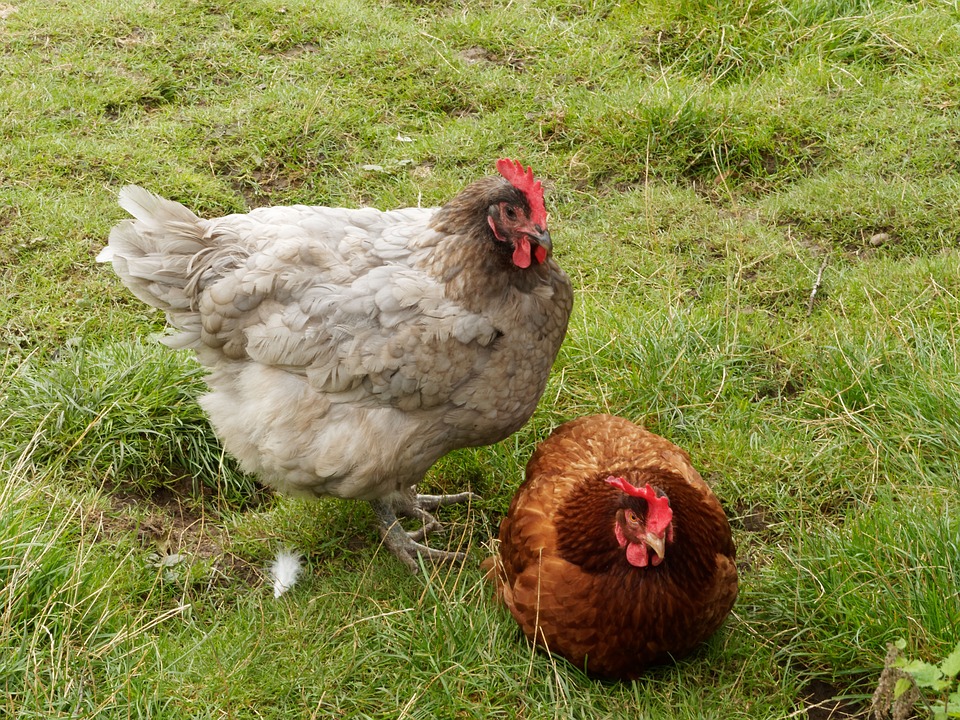 Ventajas Gallinas Caseras