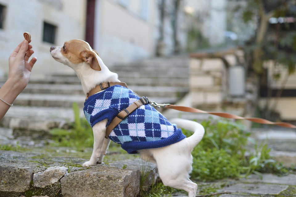 Cambio Dieta perros