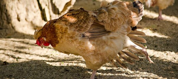  ¿Cómo mantener a tu gallina bien alimentada?