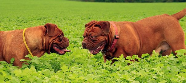  Alergias o Intolerancias en Perros