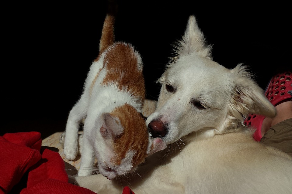 Perro y Gato