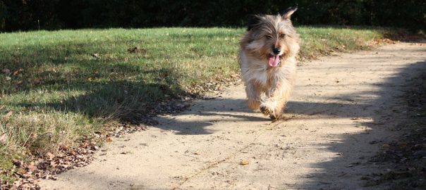  ¿Cómo cuidar de los perros de edad avanzada con el Pienso Arion?