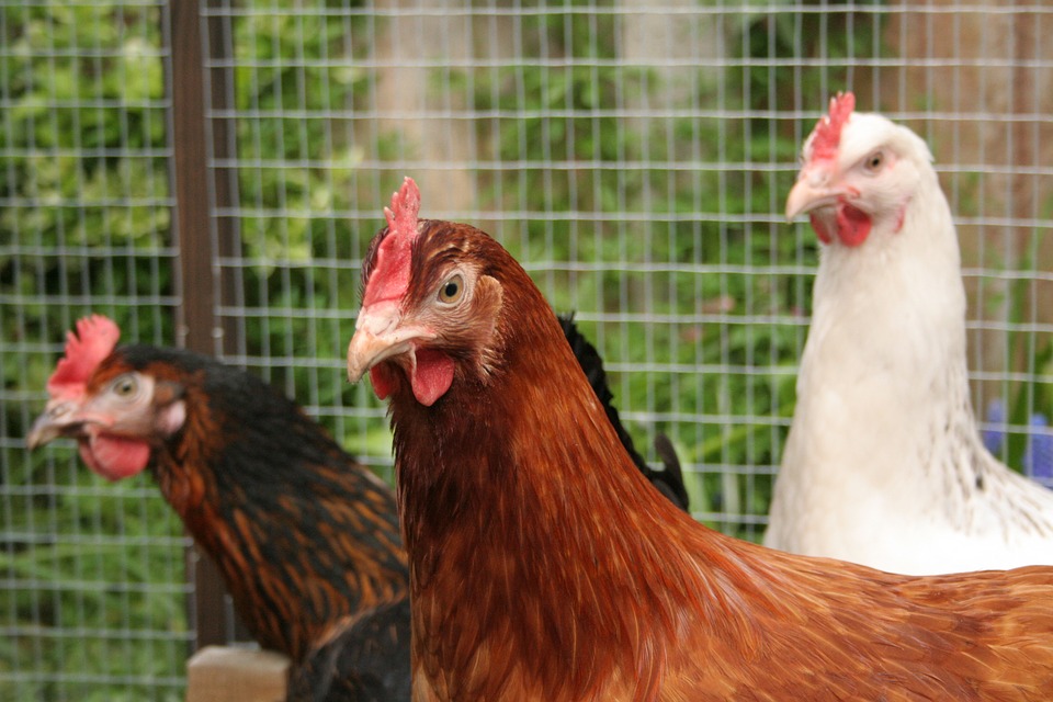 Ponedero para Gallinas Elaborado