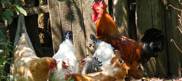  Ponederos para Gallinas: ¿Qué Tipos Existen?