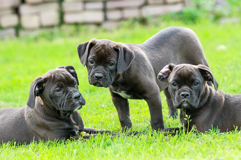 Scalibor en Cachorros