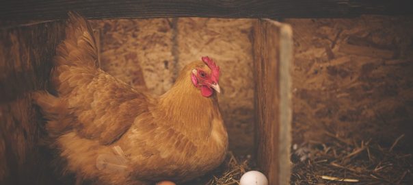  Medidas de Ponederos/Nidos para Gallinas