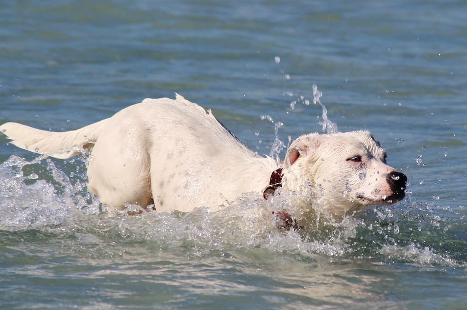 Evitar bañar al perro antes de ponerle la pipeta