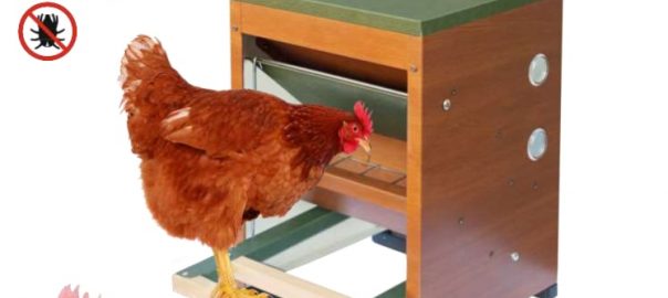  ¿Cómo montar un comedero automático para gallinas?