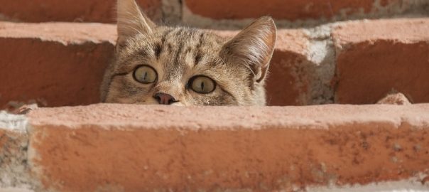  ¿Cómo capturar gatos de la calle? Guía para Asociaciones y Protectoras