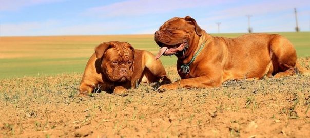  ¿Cómo evitar golpes de calor en perros? 4 Mitos y 6 Recomendaciones