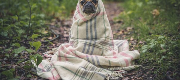  Protege a tu perro del frío en el exterior con una caseta