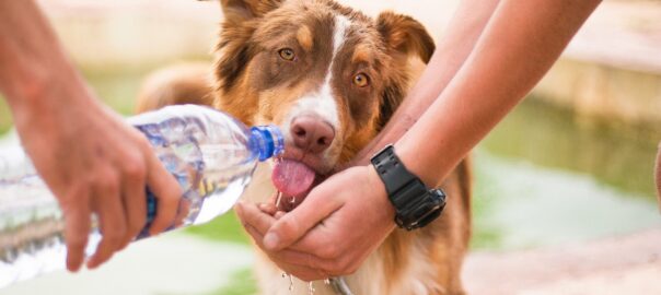  La importancia de una buena hidratación para tu perro