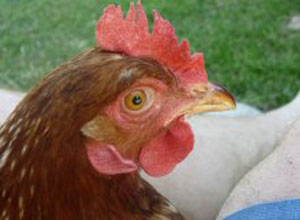 alimento-gallinas