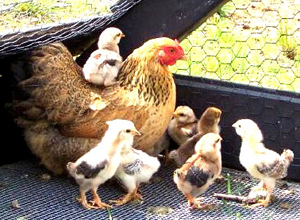 Alojamiento para Gallinas