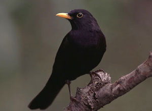 aves-huerto