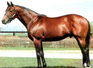 Caballos en casa