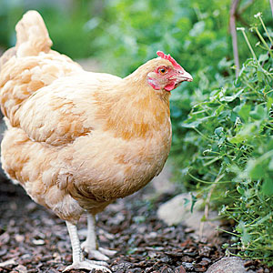 Alimentación de nuestras gallinas