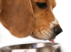 Comida perros
