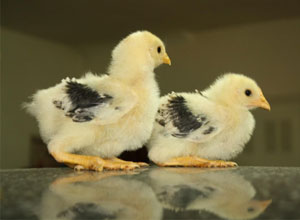 Consejos para comprar gallinas