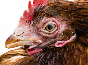 corte-plumas-gallinas