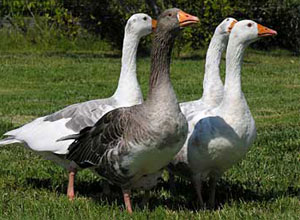 cria-ocas-granja
