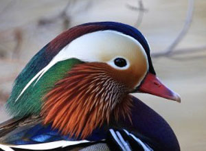 Cría de patos en casa