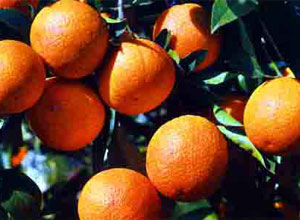 Cultivo de árboles frutales
