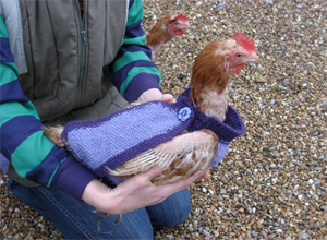 Domesticar a una gallina